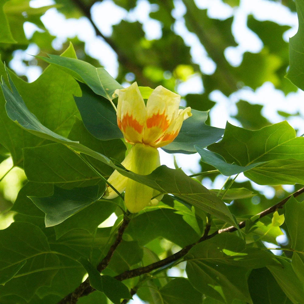 Brighter Blooms Flowering Trees Tulip Poplar Tree 4 Brighter Blooms Flowering Trees Tulip Poplar Tree