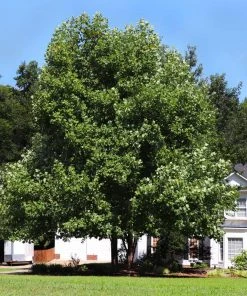 Brighter Blooms Flowering Trees Tulip Poplar Tree 7 Brighter Blooms Flowering Trees Tulip Poplar Tree