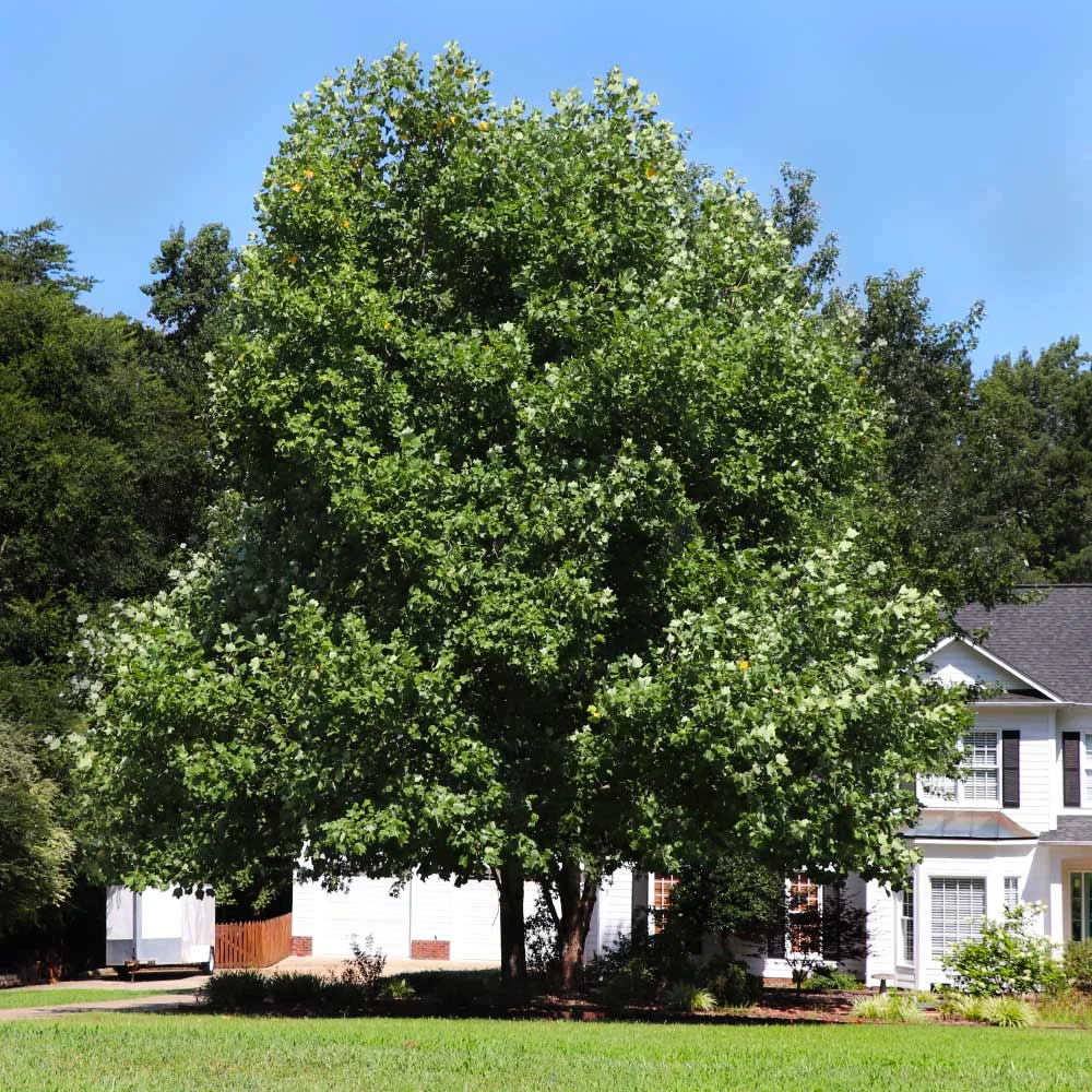 Brighter Blooms Flowering Trees Tulip Poplar Tree 3 Brighter Blooms Flowering Trees Tulip Poplar Tree