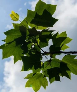 Brighter Blooms Flowering Trees Tulip Poplar Tree 9 Brighter Blooms Flowering Trees Tulip Poplar Tree