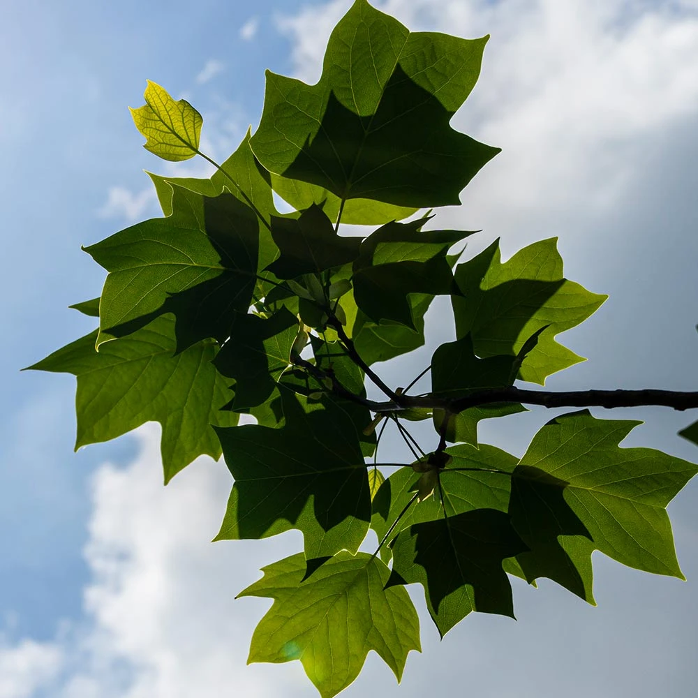 Brighter Blooms Flowering Trees Tulip Poplar Tree 5 Brighter Blooms Flowering Trees Tulip Poplar Tree