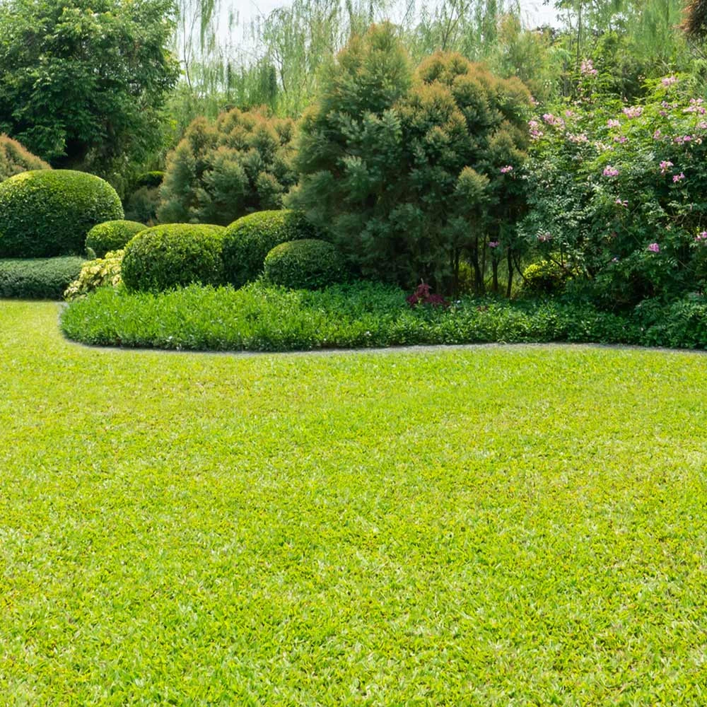 Brighter Blooms TurboTurf™ Bermudagrass Seed 4 Brighter Blooms TurboTurf™ Bermudagrass Seed