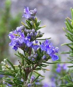 Brighter Blooms Tuscan Blue Rosemary Plant SHOP ALL 6 Brighter Blooms Tuscan Blue Rosemary Plant SHOP ALL