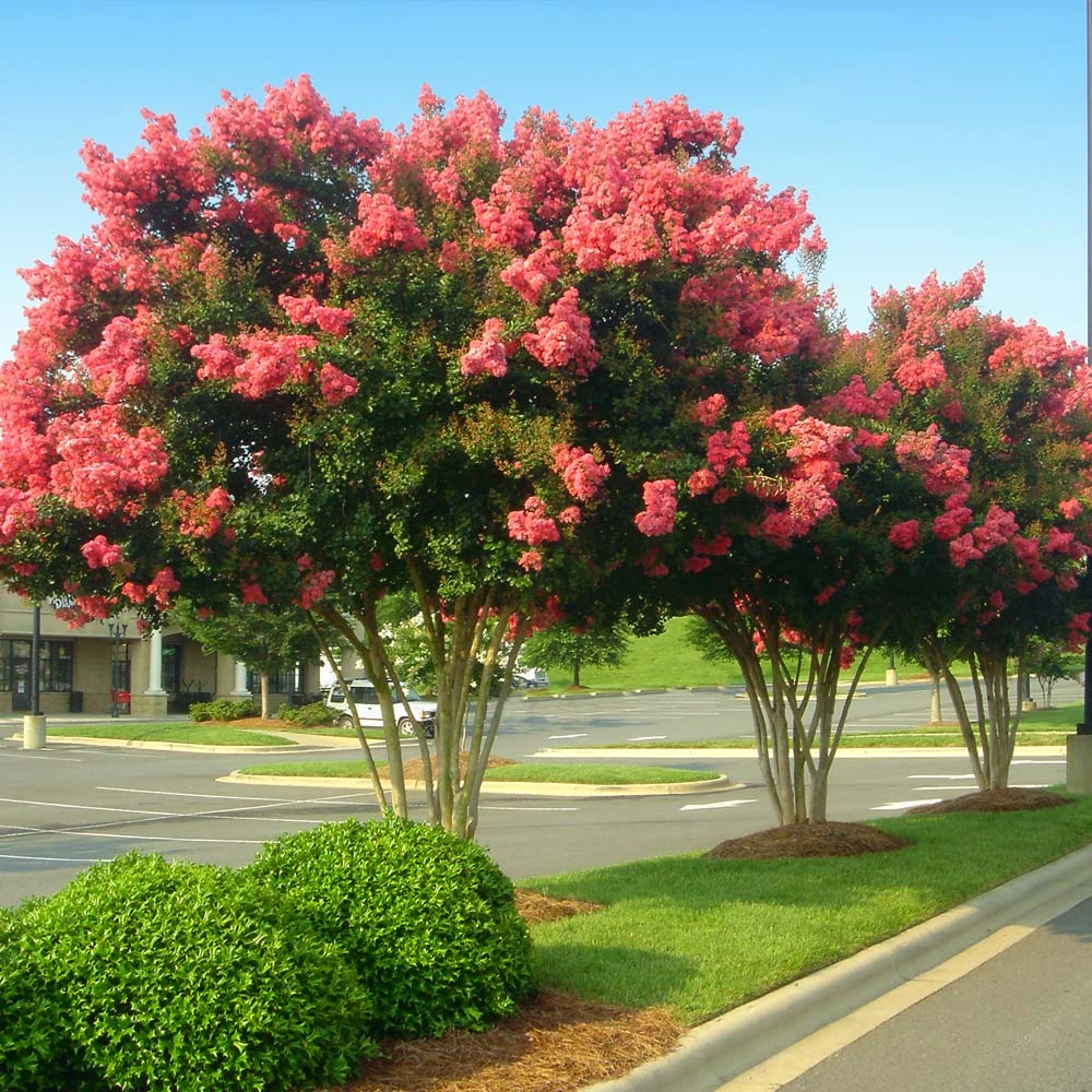Brighter Blooms Tuscarora Crape Myrtle Tree 3 Brighter Blooms Tuscarora Crape Myrtle Tree
