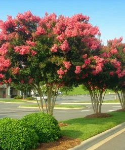 Brighter Blooms Tuscarora Crape Myrtle Tree Flowering Trees 8 Brighter Blooms Tuscarora Crape Myrtle Tree Flowering Trees