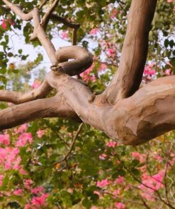 Brighter Blooms Tuscarora Crape Myrtle Tree 10 Brighter Blooms Tuscarora Crape Myrtle Tree