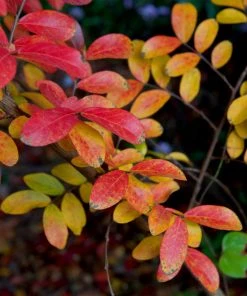 Brighter Blooms Tuscarora Crape Myrtle Tree Flowering Trees 11 Brighter Blooms Tuscarora Crape Myrtle Tree Flowering Trees