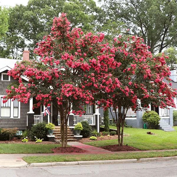 Brighter Blooms Tuscarora Crape Myrtle Tree Flowering Trees 1 Brighter Blooms Tuscarora Crape Myrtle Tree Flowering Trees