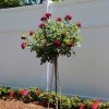 Brighter Blooms Twilight Zone Standard Rose Tree