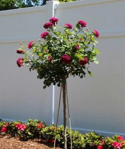 Brighter Blooms Twilight Zone Standard Rose Tree