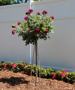 Brighter Blooms Twilight Zone Standard Rose Tree