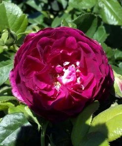 Brighter Blooms Twilight Zone Standard Rose Tree 5 Brighter Blooms Twilight Zone Standard Rose Tree