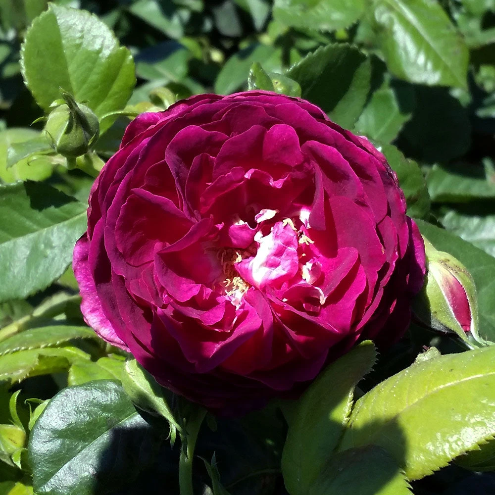 Brighter Blooms Twilight Zone Standard Rose Tree 3 Brighter Blooms Twilight Zone Standard Rose Tree