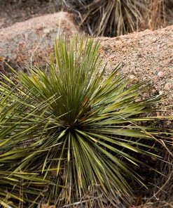 Brighter Blooms Twin Flower Agave Plant