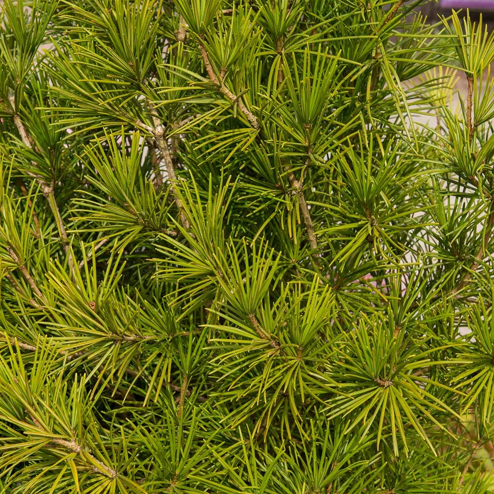 Brighter Blooms Japanese Umbrella Pine Tree Evergreen & Privacy 3 Brighter Blooms Japanese Umbrella Pine Tree Evergreen & Privacy