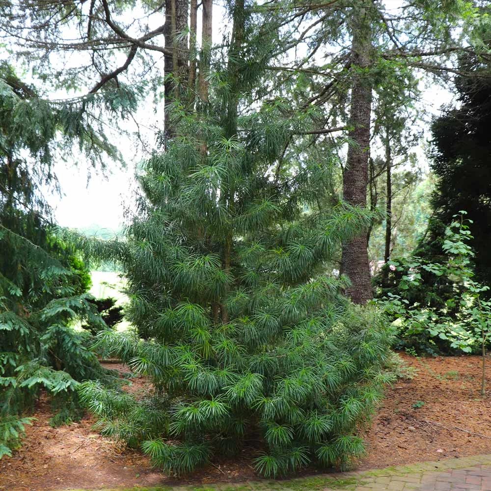 Brighter Blooms Japanese Umbrella Pine Tree Evergreen & Privacy 2 Brighter Blooms Japanese Umbrella Pine Tree Evergreen & Privacy