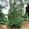 Brighter Blooms Japanese Umbrella Pine Tree Evergreen & Privacy
