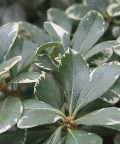 Brighter Blooms Shrubs & Hedges Variegated Pittosporum Shrub