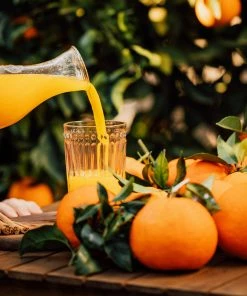 Brighter Blooms Valencia Orange Tree 12 Brighter Blooms Valencia Orange Tree