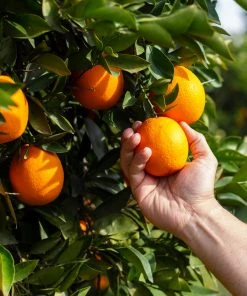 Brighter Blooms Valencia Orange Tree