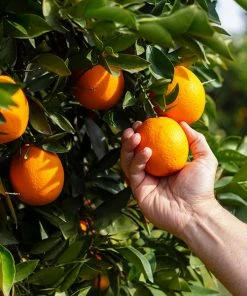 Brighter Blooms Valencia Orange Tree