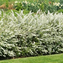Brighter Blooms Shrubs & Hedges Vanhoutte Spirea Shrub