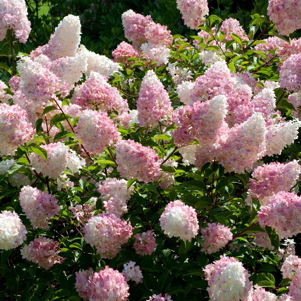 Brighter Blooms Vanilla Strawberry™ Hydrangea Shrub Shrubs & Hedges 2 Brighter Blooms Vanilla Strawberry™ Hydrangea Shrub Shrubs & Hedges