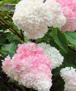 Brighter Blooms Vanilla Strawberry™ Hydrangea Shrub Shrubs & Hedges 6 Brighter Blooms Vanilla Strawberry™ Hydrangea Shrub Shrubs & Hedges