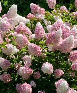 Brighter Blooms Vanilla Strawberryâ„¢ Hydrangea Shrub Shrubs & Hedges
