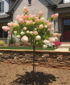Brighter Blooms Vanilla Strawberry™ Hydrangea Tree