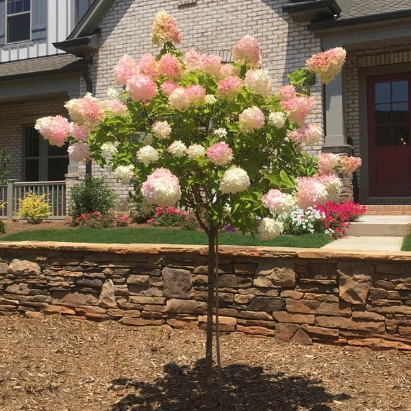 Brighter Blooms Vanilla Strawberry™ Hydrangea Tree 1 Brighter Blooms Vanilla Strawberry™ Hydrangea Tree