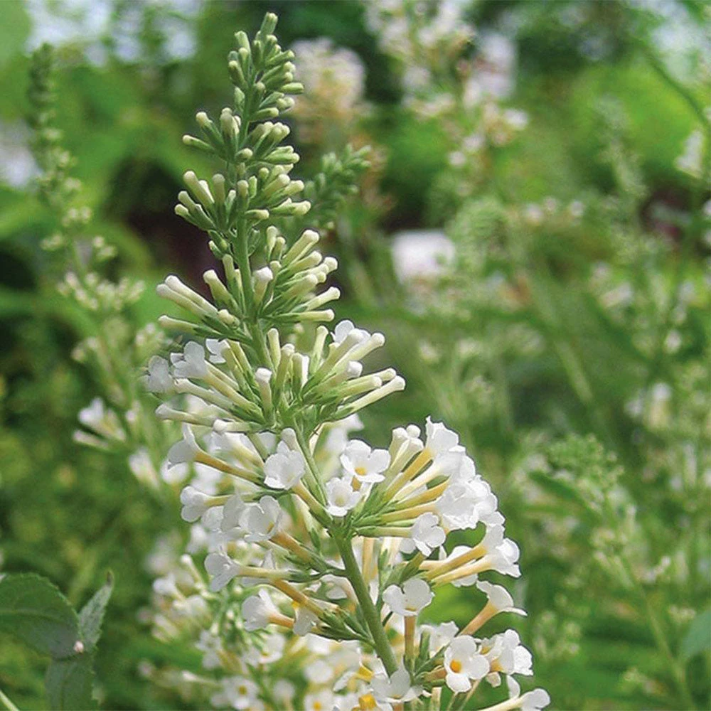 Brighter Blooms Vanilla Treat™ Butterfly Bush (Tree Form) Shrubs & Hedges 3 Brighter Blooms Vanilla Treat™ Butterfly Bush (Tree Form) Shrubs & Hedges