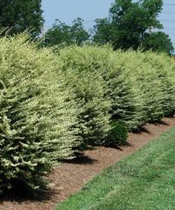 Brighter Blooms Chinese Variegated Privet Shrub 7 Brighter Blooms Chinese Variegated Privet Shrub