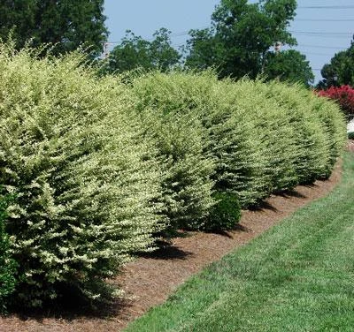 Brighter Blooms Chinese Variegated Privet Shrub 4 Brighter Blooms Chinese Variegated Privet Shrub