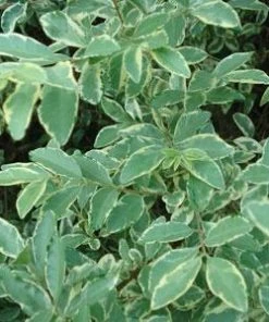 Brighter Blooms Chinese Variegated Privet Shrub 6 Brighter Blooms Chinese Variegated Privet Shrub