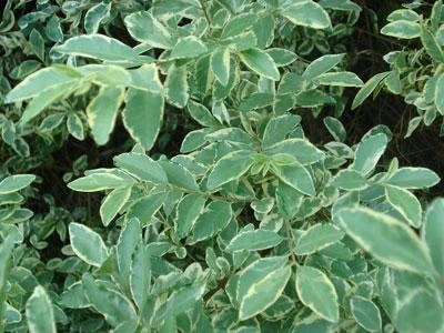 Brighter Blooms Chinese Variegated Privet Shrub 3 Brighter Blooms Chinese Variegated Privet Shrub