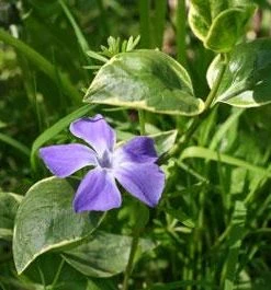 BrighterBlooms Sales 24 Brighter Blooms Variegated Vinca Vine SHOP ALL