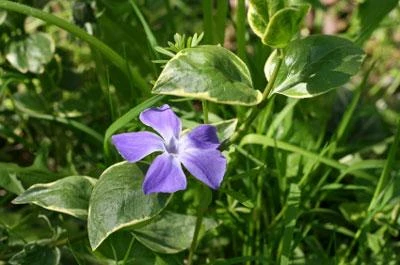 Brighter Blooms Variegated Vinca Vine SHOP ALL 2 Brighter Blooms Variegated Vinca Vine SHOP ALL
