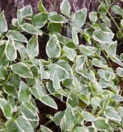 Brighter Blooms Variegated Vinca Vine SHOP ALL 5 Brighter Blooms Variegated Vinca Vine SHOP ALL