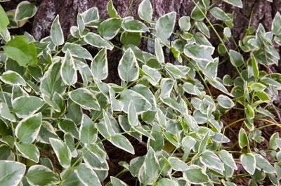 Brighter Blooms Variegated Vinca Vine SHOP ALL 3 Brighter Blooms Variegated Vinca Vine SHOP ALL