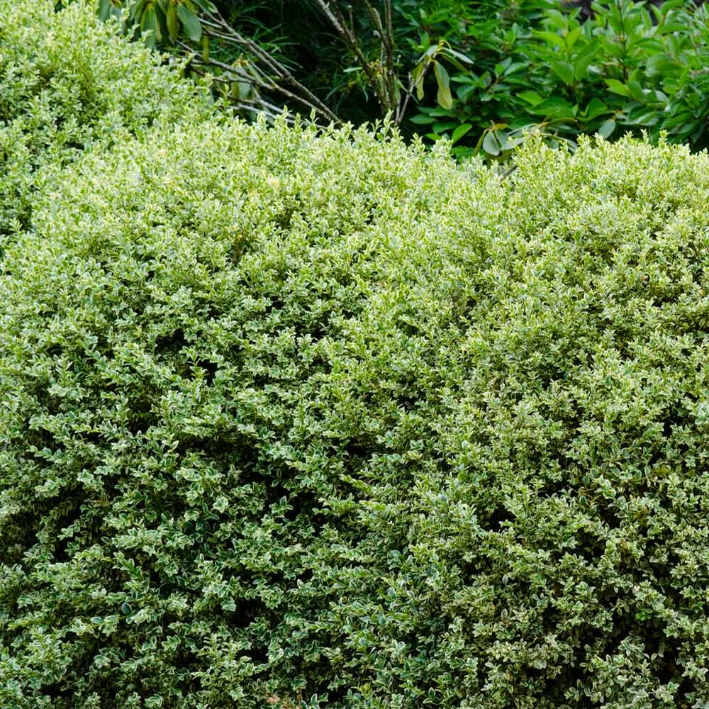 Brighter Blooms Variegated Boxwood Shrub 4 Brighter Blooms Variegated Boxwood Shrub