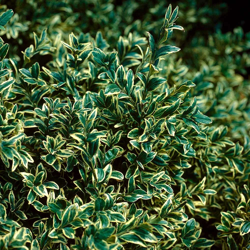 Brighter Blooms Variegated Boxwood Shrub 3 Brighter Blooms Variegated Boxwood Shrub