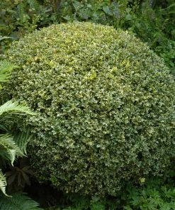Brighter Blooms Variegated Boxwood Shrub