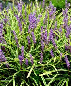 Brighter Blooms Variegated Liriope Plant Ornamental Grasses 5 Brighter Blooms Variegated Liriope Plant Ornamental Grasses