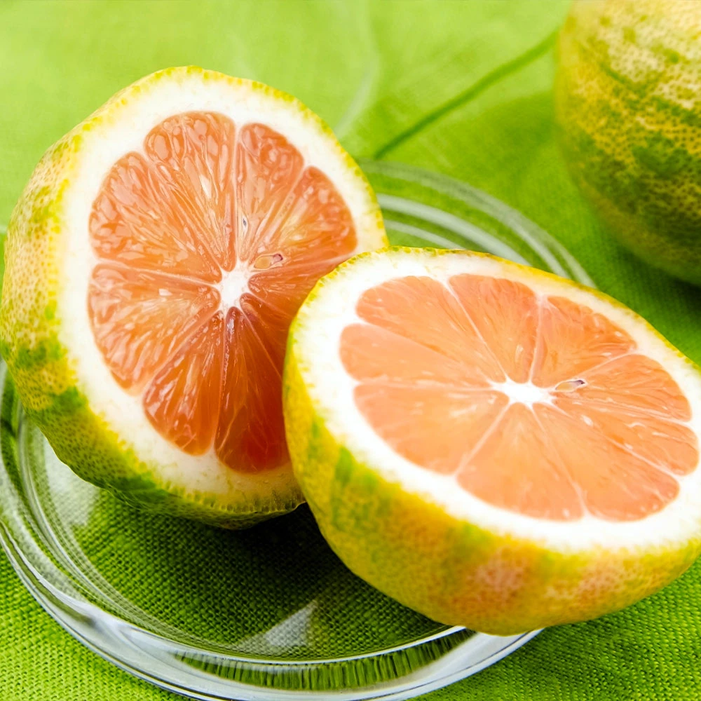 Brighter Blooms Pink Variegated Eureka Lemon Tree 4 Brighter Blooms Pink Variegated Eureka Lemon Tree