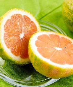 Brighter Blooms New Trees Pink Variegated Eureka Lemon Tree 7 Brighter Blooms New Trees Pink Variegated Eureka Lemon Tree