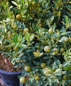 Brighter Blooms Pink Variegated Eureka Lemon Tree