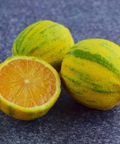 Brighter Blooms Pink Variegated Eureka Lemon Bush Citrus Trees 7 Brighter Blooms Pink Variegated Eureka Lemon Bush Citrus Trees