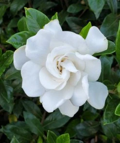 BrighterBlooms.com Gardenia 'Veitchii' Shrub New Shrubs