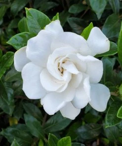 BrighterBlooms.com Gardenia 'Veitchii' Shrub New Shrubs